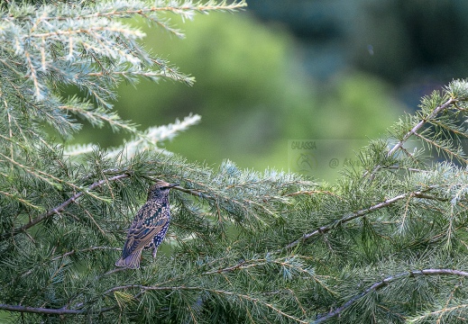 STORNO; Starling; Étourneau sansonnet; Sturnus vulgaris 