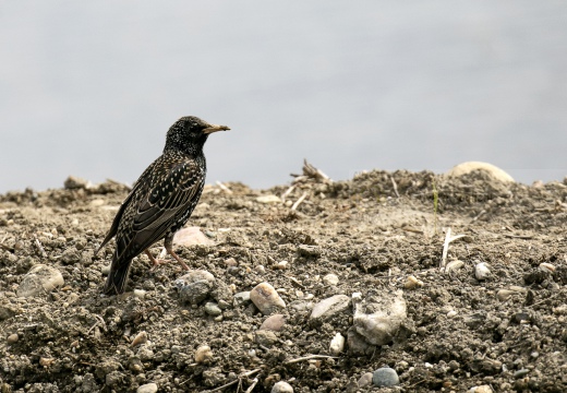 STORNO; Starling; Étourneau sansonnet; Sturnus vulgaris 