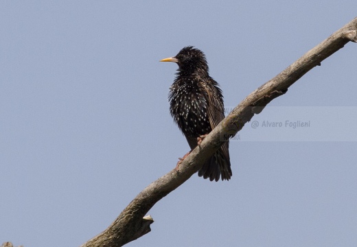 STORNO; Starling; Étourneau sansonnet; Sturnus vulgaris 
