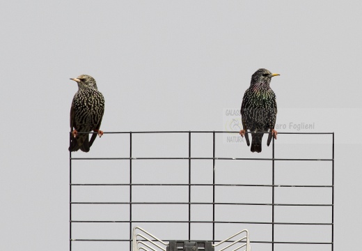 STORNO; Starling; Étourneau sansonnet; Sturnus vulgaris 