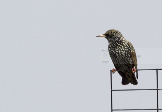 STORNO; Starling; Étourneau sansonnet; Sturnus vulgaris 