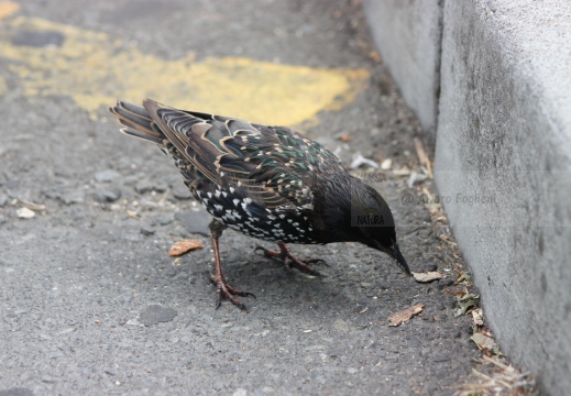 STORNO; Starling; Étourneau sansonnet; Sturnus vulgaris 