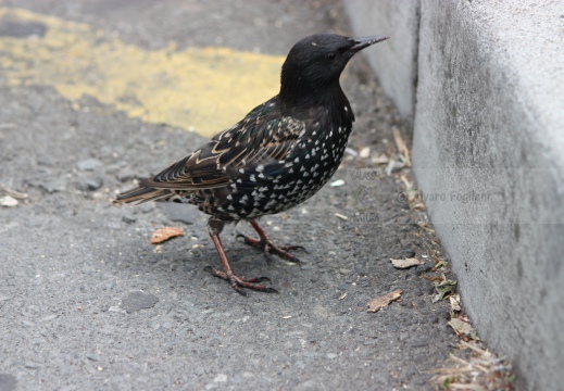 STORNO; Starling; Étourneau sansonnet; Sturnus vulgaris 