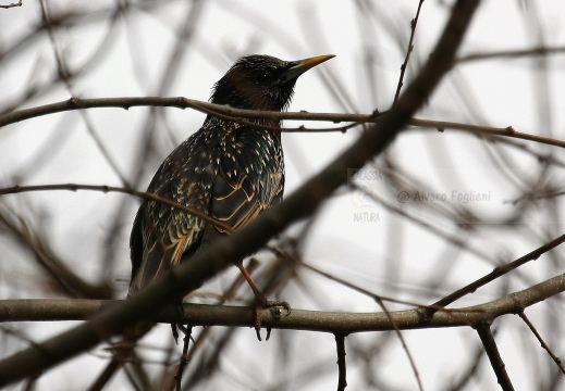 STORNO; Starling; Étourneau sansonnet; Sturnus vulgaris 