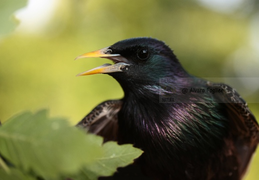 STORNO; Starling; Étourneau sansonnet; Sturnus vulgaris 