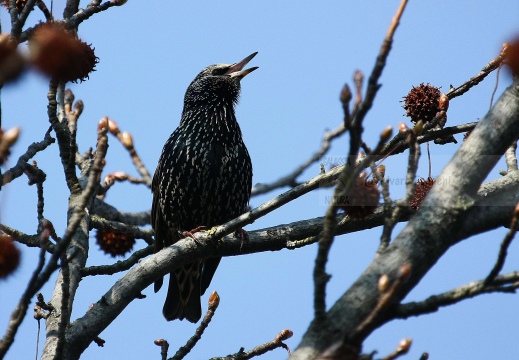 STORNO; Starling; Étourneau sansonnet; Sturnus vulgaris 