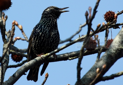 STORNO; Starling; Étourneau sansonnet; Sturnus vulgaris 