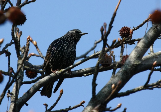 STORNO; Starling; Étourneau sansonnet; Sturnus vulgaris 