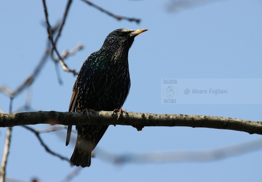 STORNO; Starling; Étourneau sansonnet; Sturnus vulgaris 