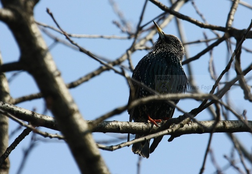 STORNO; Starling; Étourneau sansonnet; Sturnus vulgaris 