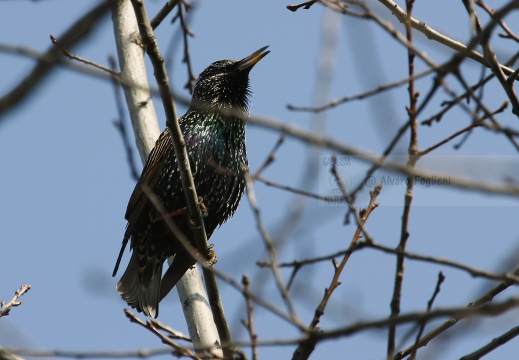 STORNO; Starling; Étourneau sansonnet; Sturnus vulgaris 