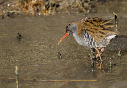 PORCIGLIONE, Water Rail, Râle d'eau; Rallus aquaticus