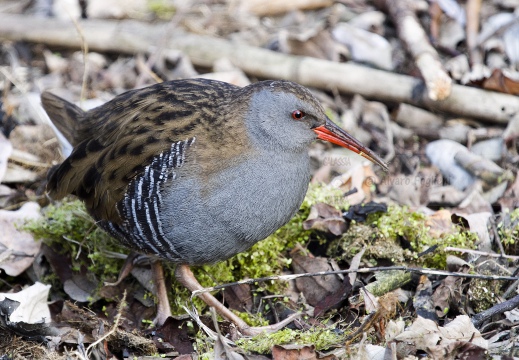 PORCIGLIONE, Water Rail, Râle d'eau; Rallus aquaticus