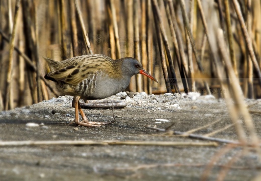 PORCIGLIONE, Water Rail, Râle d'eau; Rallus aquaticus