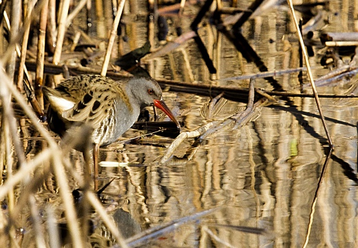 PORCIGLIONE, Water Rail, Râle d'eau; Rallus aquaticus
