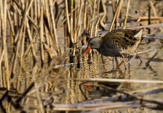 PORCIGLIONE, Water Rail, Râle d'eau; Rallus aquaticus