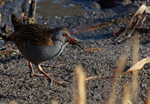 PORCIGLIONE, Water Rail, Râle d'eau; Rallus aquaticus