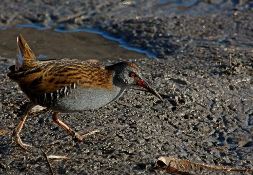 PORCIGLIONE, Water Rail, Râle d'eau; Rallus aquaticus