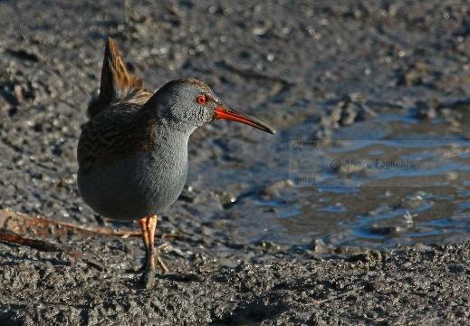 PORCIGLIONE, Water Rail, Râle d'eau; Rallus aquaticus