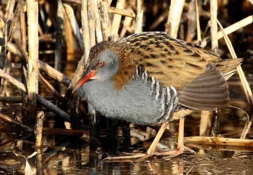 PORCIGLIONE, Water Rail, Râle d'eau; Rallus aquaticus