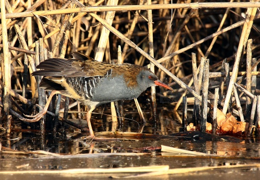 PORCIGLIONE, Water Rail, Râle d'eau; Rallus aquaticus