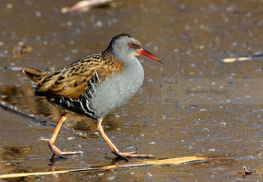 PORCIGLIONE, Water Rail, Râle d'eau; Rallus aquaticus