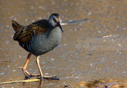 PORCIGLIONE, Water Rail, Râle d'eau; Rallus aquaticus