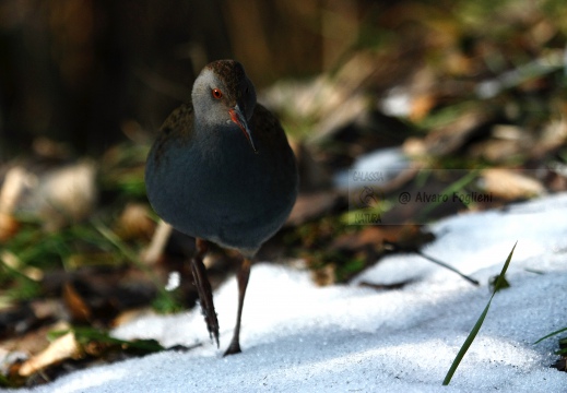PORCIGLIONE, Water Rail, Râle d'eau; Rallus aquaticus