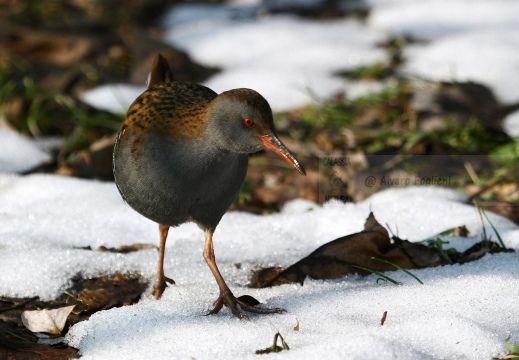 PORCIGLIONE, Water Rail, Râle d'eau; Rallus aquaticus