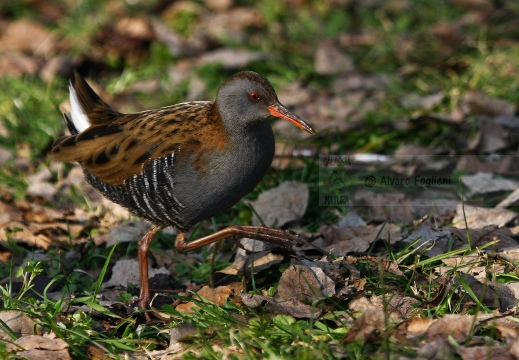 PORCIGLIONE, Water Rail, Râle d'eau; Rallus aquaticus