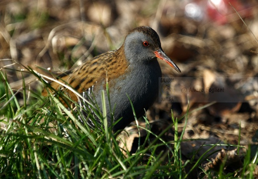 PORCIGLIONE, Water Rail, Râle d'eau; Rallus aquaticus