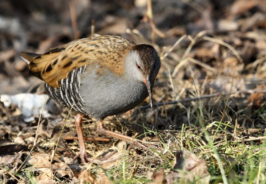 PORCIGLIONE, Water Rail, Râle d'eau; Rallus aquaticus