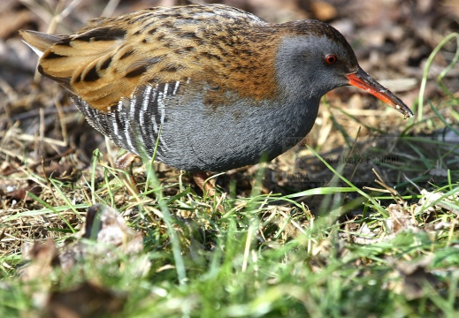 PORCIGLIONE, Water Rail, Râle d'eau; Rallus aquaticus