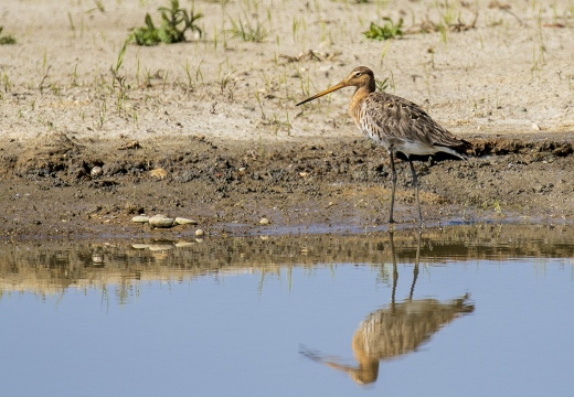 PITTIMA REALE, Black-tailed Godwit, Barge à queue noire; Limosa limosa