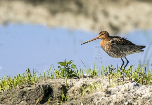 PITTIMA REALE, Black-tailed Godwit, Barge à queue noire; Limosa limosa