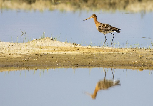 PITTIMA REALE, Black-tailed Godwit, Barge à queue noire; Limosa limosa