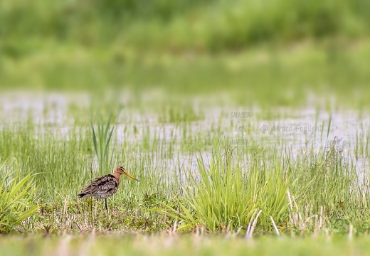 PITTIMA REALE, Black-tailed Godwit, Barge à queue noire; Limosa limosa