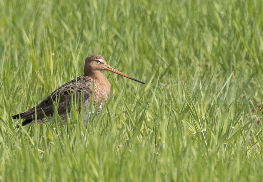 PITTIMA REALE, Black-tailed Godwit, Barge à queue noire; Limosa limosa