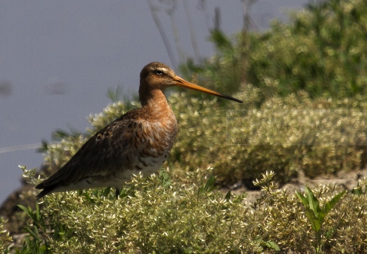 PITTIMA REALE, Black-tailed Godwit, Barge à queue noire; Limosa limosa