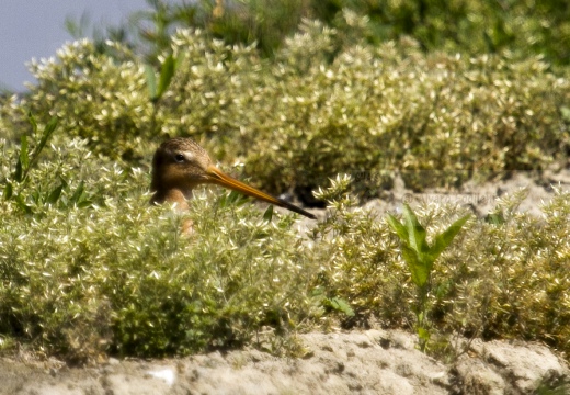 PITTIMA REALE, Black-tailed Godwit, Barge à queue noire; Limosa limosa