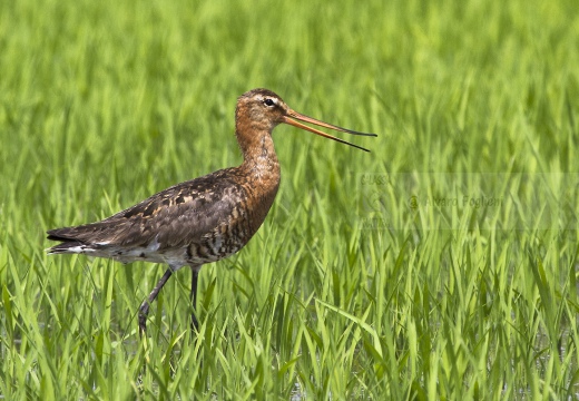 PITTIMA REALE, Black-tailed Godwit, Barge à queue noire; Limosa limosa