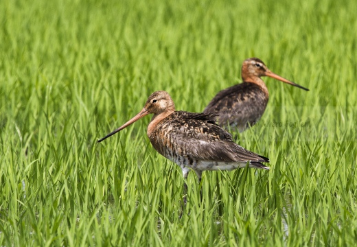 PITTIMA REALE, Black-tailed Godwit, Barge à queue noire; Limosa limosa