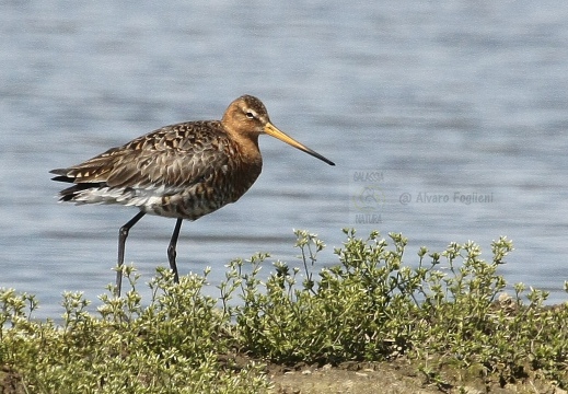 PITTIMA REALE, Black-tailed Godwit, Barge à queue noire; Limosa limosa