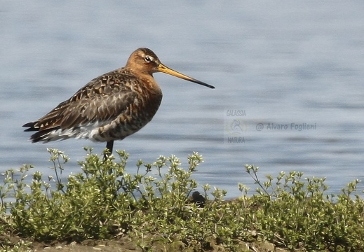 PITTIMA REALE, Black-tailed Godwit, Barge à queue noire; Limosa limosa