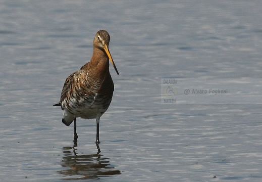 PITTIMA REALE, Black-tailed Godwit, Barge à queue noire; Limosa limosa