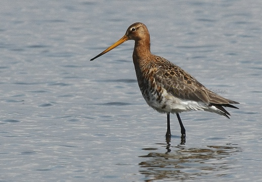 PITTIMA REALE, Black-tailed Godwit, Barge à queue noire; Limosa limosa