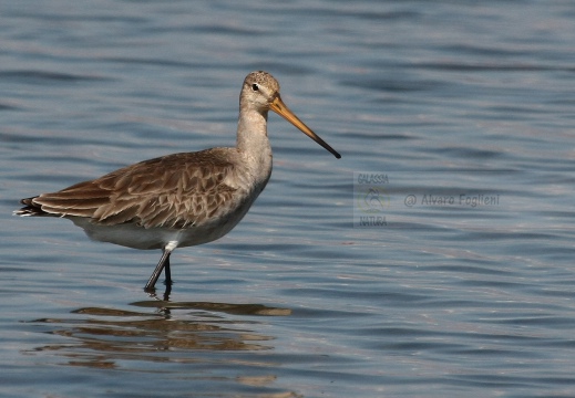 PITTIMA REALE, Black-tailed Godwit, Barge à queue noire; Limosa limosa