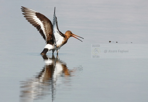 PITTIMA REALE, Black-tailed Godwit, Barge à queue noire; Limosa limosa