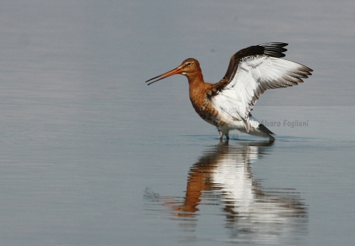 PITTIMA REALE, Black-tailed Godwit, Barge à queue noire; Limosa limosa