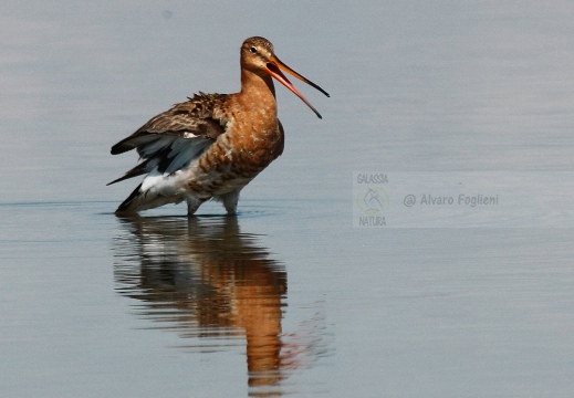 PITTIMA REALE, Black-tailed Godwit, Barge à queue noire; Limosa limosa